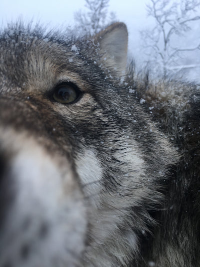 Kissing wolves in Bardufoss